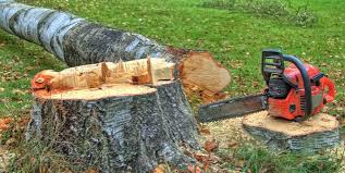 Best Storm Damage Tree Cleanup  in Parkland, WA
