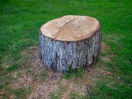 Best Tree Preservation Services  in Parkland, WA