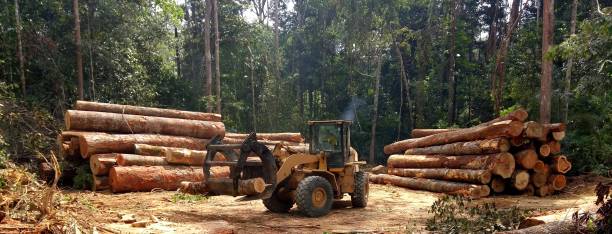 How Our Tree Care Process Works  in  Parkland, WA