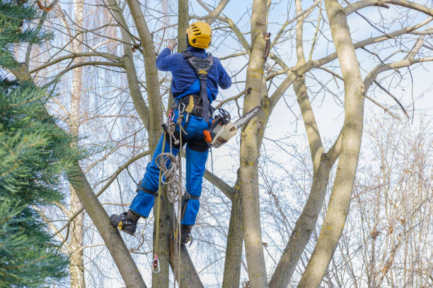 Best Root Management and Removal  in Parkland, WA