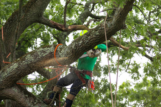 Parkland, WA Tree Care Company