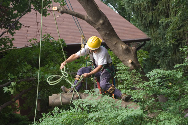 Best Pest Control for Lawns  in Parkland, WA