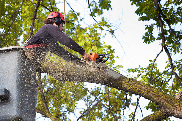 Best Commercial Tree Services  in Parkland, WA