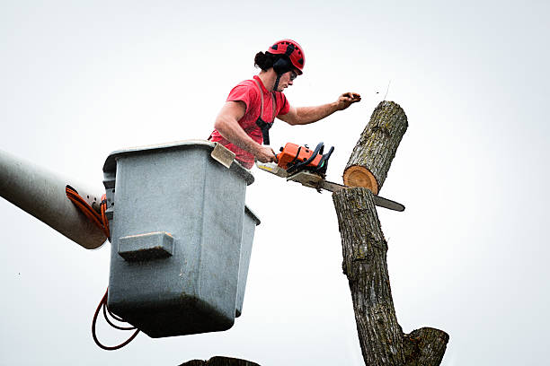 Best Tree and Shrub Care  in Parkland, WA