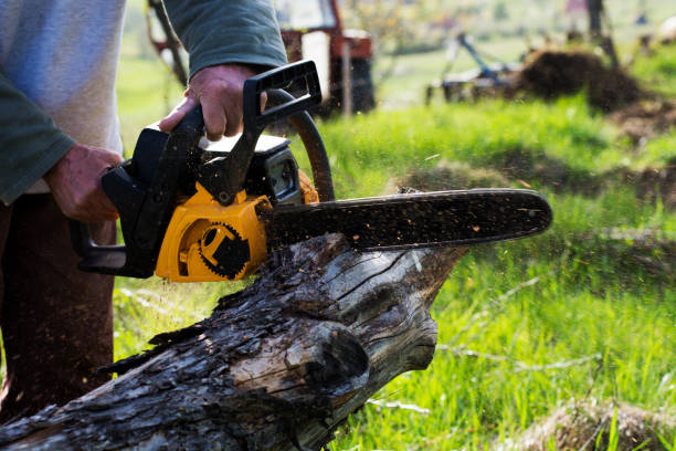Best Lawn Watering Services  in Parkland, WA