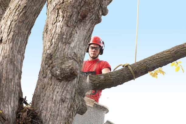 Best Tree Mulching  in Parkland, WA